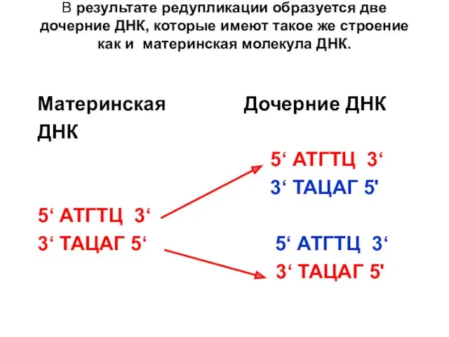 В результате редупликации образуется две дочерние ДНК, которые имеют такое