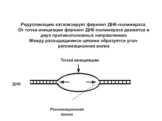 Редупликацию катализирует фермент ДНК-полимераза. От точки инициации фермент ДНК-полимераза движется