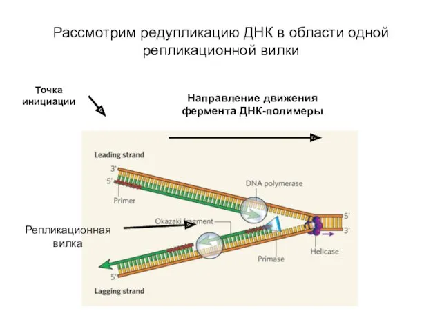 Рассмотрим редупликацию ДНК в области одной репликационной вилки Точка инициации Направление движения фермента ДНК-полимеры Репликационная вилка
