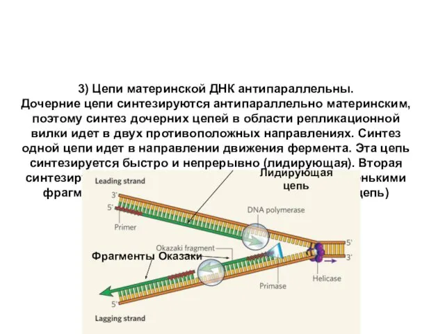 3) Цепи материнской ДНК антипараллельны. Дочерние цепи синтезируются антипараллельно материнским,