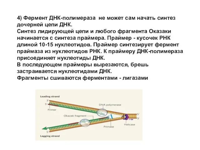 4) Фермент ДНК-полимераза не может сам начать синтез дочерней цепи