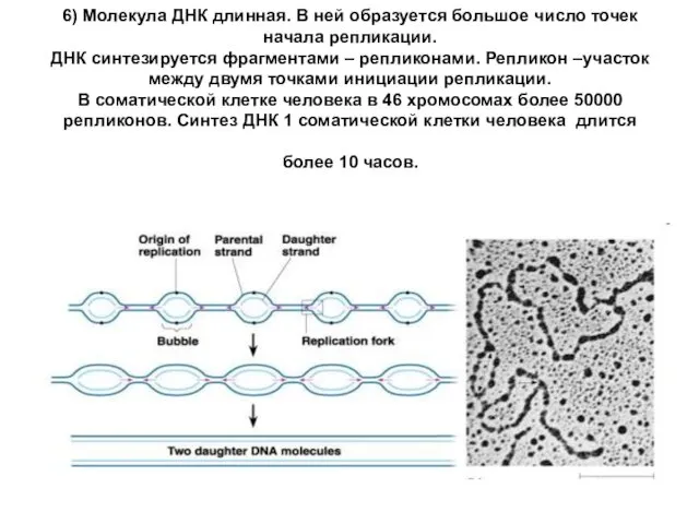 6) Молекула ДНК длинная. В ней образуется большое число точек
