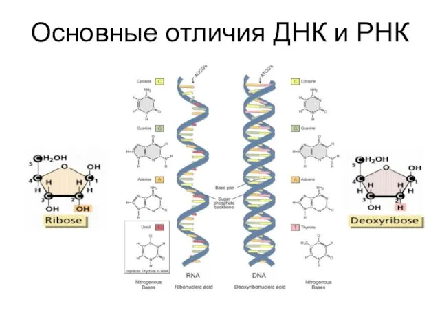Основные отличия ДНК и РНК