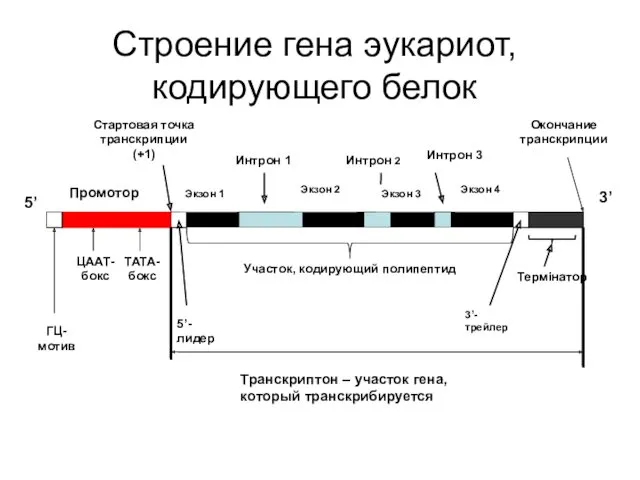 Строение гена эукариот, кодирующего белок Промотор Стартовая точка транскрипции (+1)