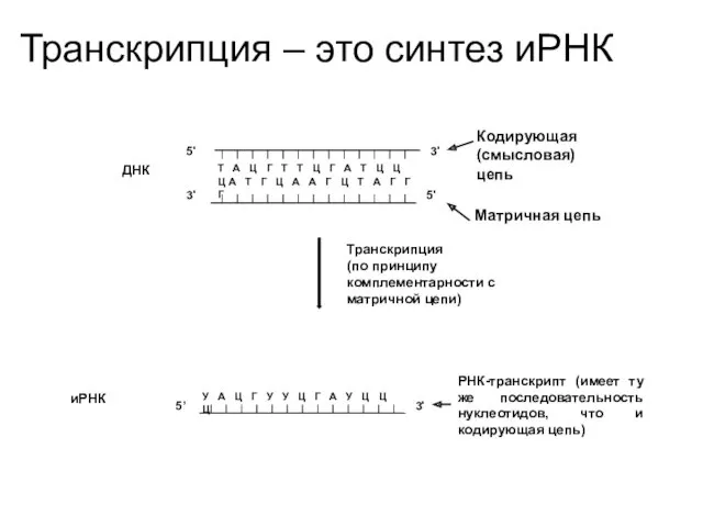 Т А Ц Г Т Т Ц Г А Т