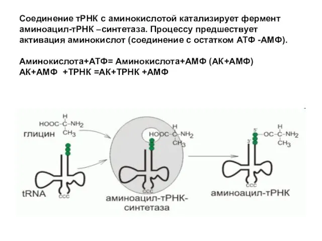 Соединение тРНК с аминокислотой катализирует фермент аминоацил-тРНК –синтетаза. Процессу предшествует