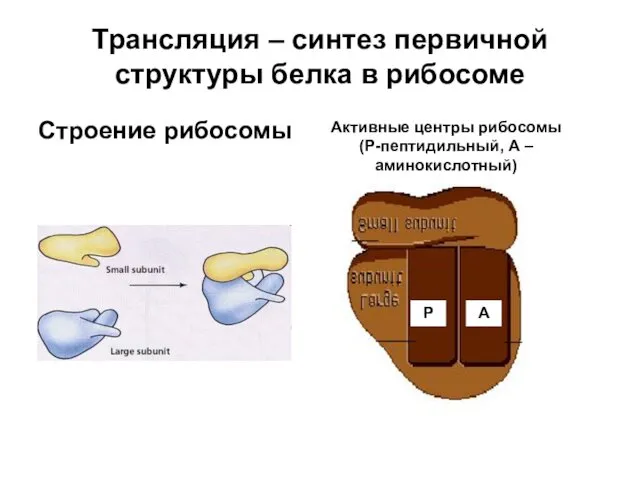 Трансляция – синтез первичной структуры белка в рибосоме Строение рибосомы