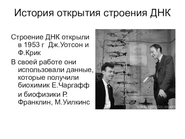 История открытия строения ДНК Строение ДНК открыли в 1953 г