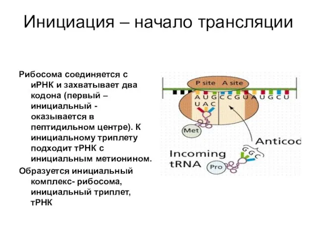 Инициация – начало трансляции Рибосома соединяется с иРНК и захватывает