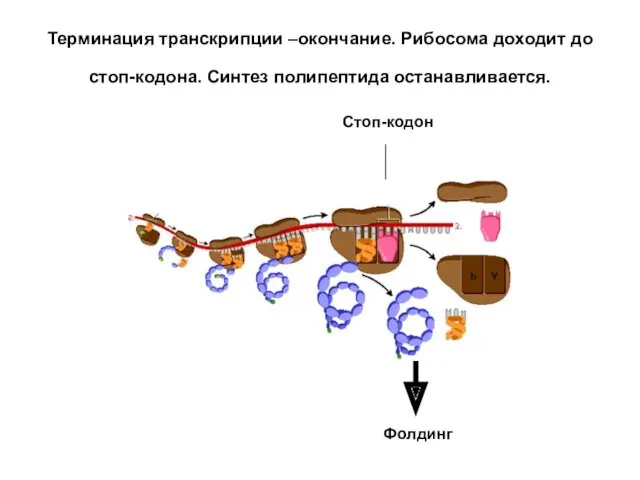 Терминация транскрипции –окончание. Рибосома доходит до стоп-кодона. Синтез полипептида останавливается. Стоп-кодон Фолдинг