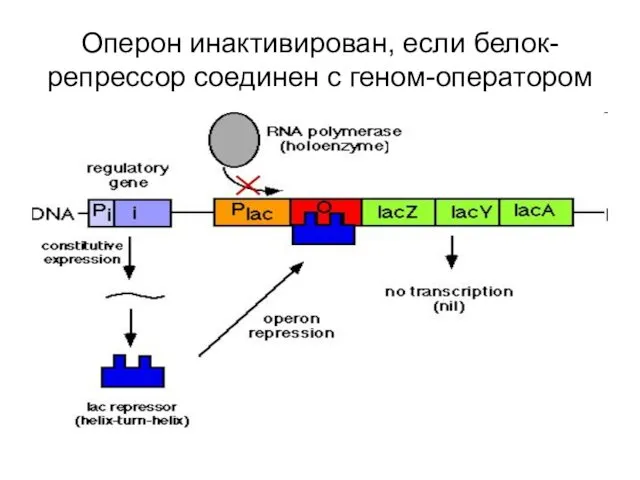 Оперон инактивирован, если белок-репрессор соединен с геном-оператором