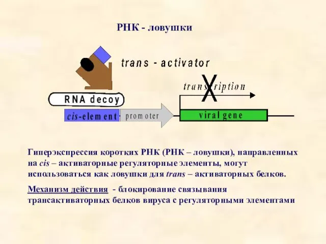 РНК - ловушки Гиперэкспрессия коротких РНК (РНК – ловушки), направленных