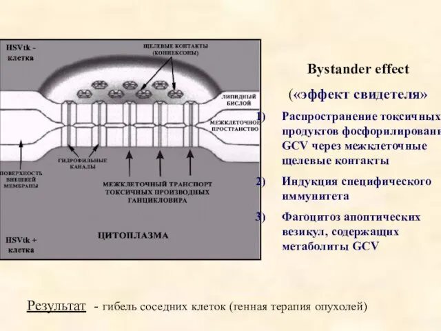 Bystander effect («эффект свидетеля» Распространение токсичных продуктов фосфорилирования GCV через