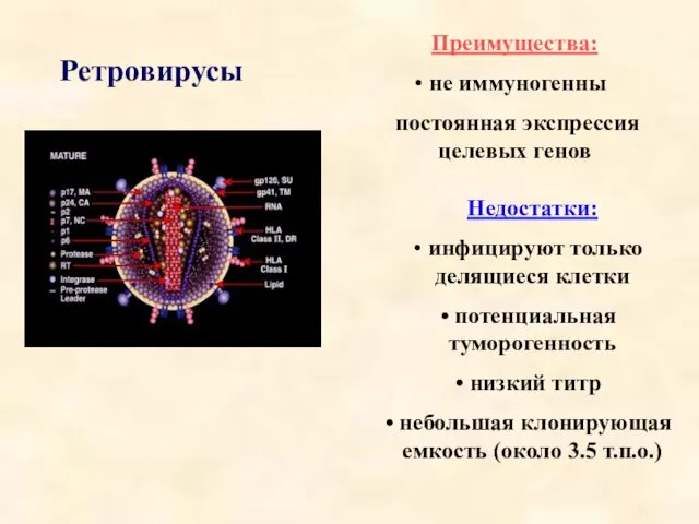 Ретровирусы Преимущества: не иммуногенны постоянная экспрессия целевых генов Недостатки: инфицируют