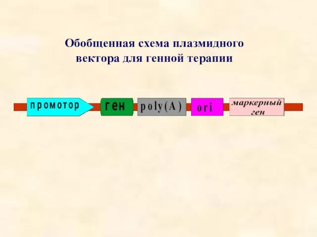 Обобщенная схема плазмидного вектора для генной терапии