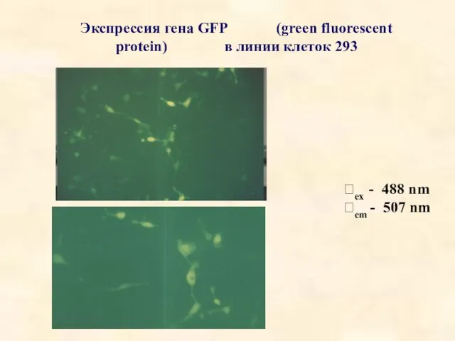 Экспрессия гена GFP (green fluorescent protein) в линии клеток 293