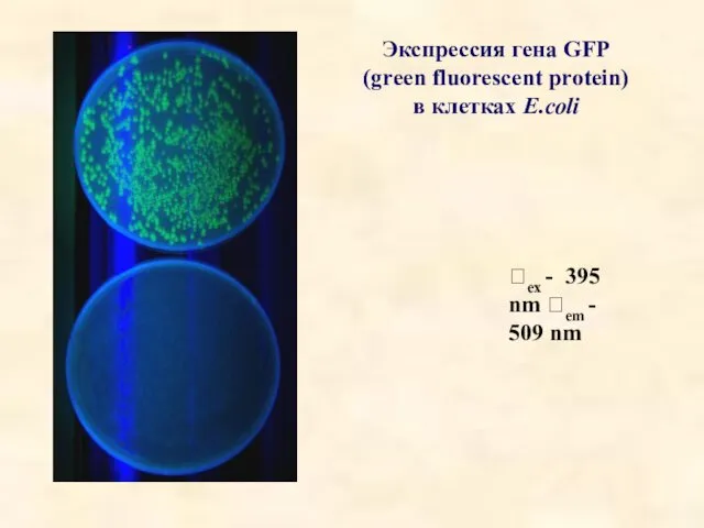 Экспрессия гена GFP (green fluorescent protein) в клетках E.coli ex