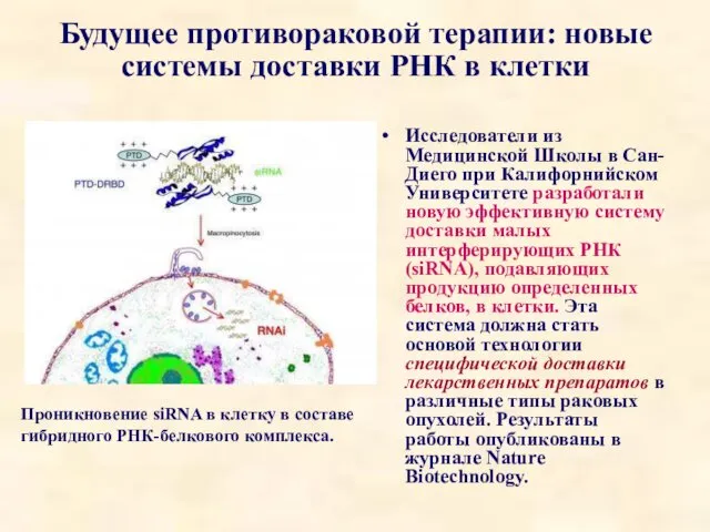 Будущее противораковой терапии: новые системы доставки РНК в клетки Исследователи