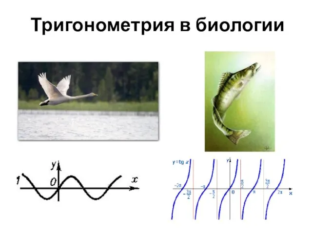 Тригонометрия в биологии