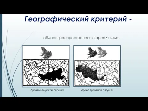 Географический критерий - область распространения (ареал) вида. Ареал сибирской лягушки Ареал травяной лягушки