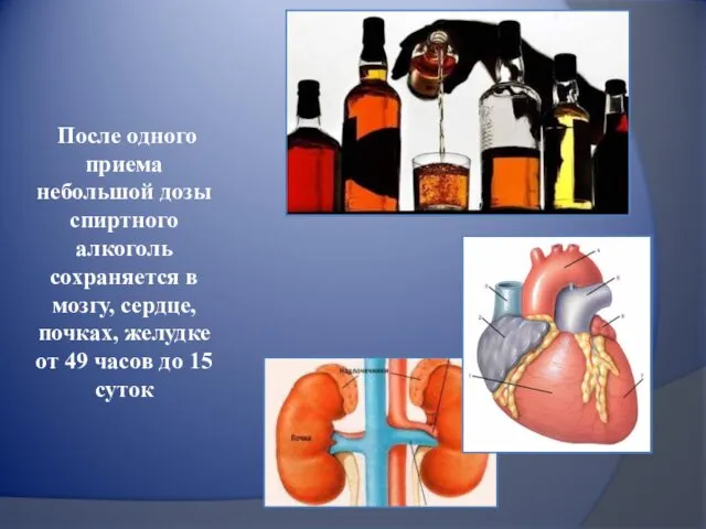 После одного приема небольшой дозы спиртного алкоголь сохраняется в мозгу,