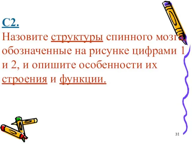 С2. Назовите структуры спинного мозга, обозначенные на рисунке цифрами 1