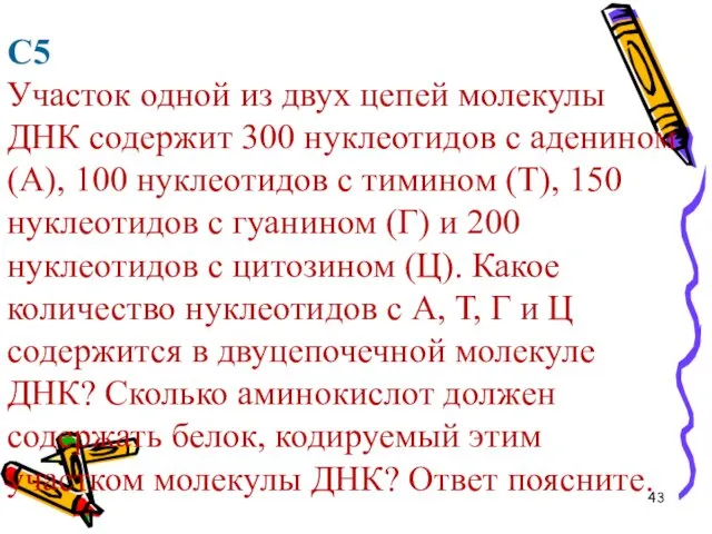 С5 Участок одной из двух цепей молекулы ДНК содержит 300