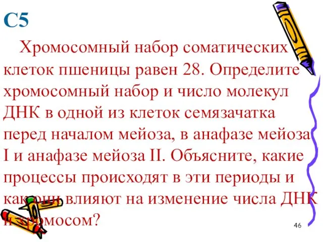 С5 Хромосомный набор соматических клеток пшеницы равен 28. Определите хромосомный