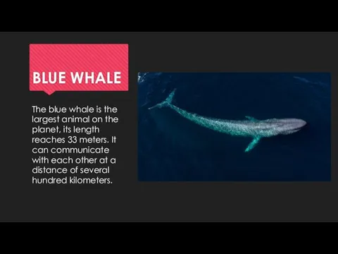 BLUE WHALE The blue whale is the largest animal on