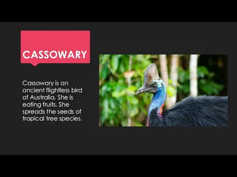 CASSOWARY Cassowary is an ancient flightless bird of Australia. She