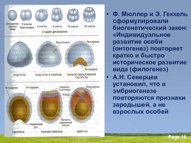 Ф. Мюллер и Э. Геккель сформулировали биогенетический закон: «Индивидуальное развитие