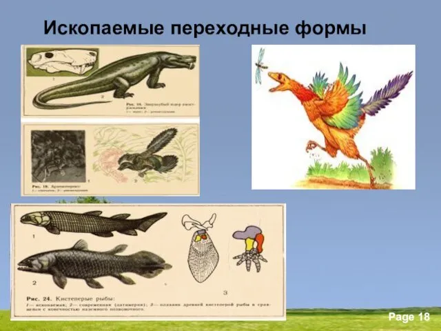 Ископаемые переходные формы