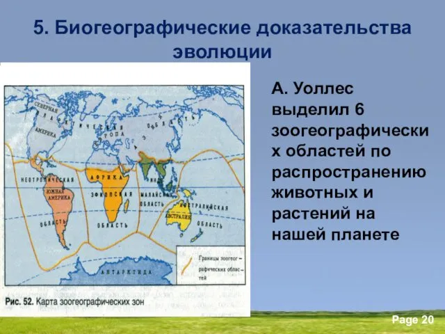 5. Биогеографические доказательства эволюции А. Уоллес выделил 6 зоогеографических областей