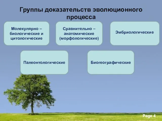 Группы доказательств эволюционного процесса Молекулярно Молекулярно – биологические и цитологические