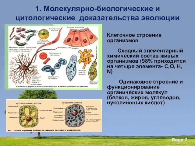 1. Молекулярно-биологические и цитологические доказательства эволюции Клеточное строение организмов Сходный