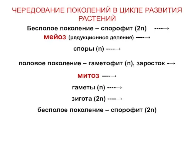 ЧЕРЕДОВАНИЕ ПОКОЛЕНИЙ В ЦИКЛЕ РАЗВИТИЯ РАСТЕНИЙ Бесполое поколение – спорофит