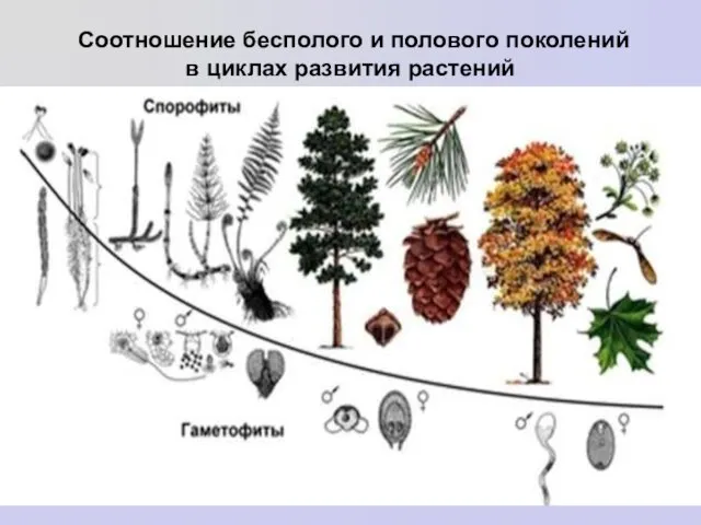 Соотношение бесполого и полового поколений в циклах развития растений