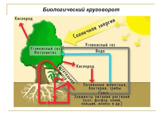 Биологический круговорот