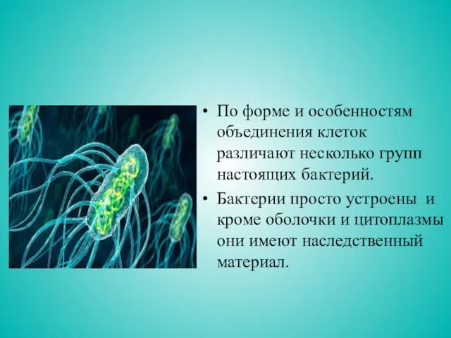 По форме и особенностям объединения клеток различают несколько групп настоящих бактерий. Бактерии просто