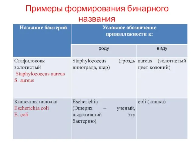 Примеры формирования бинарного названия