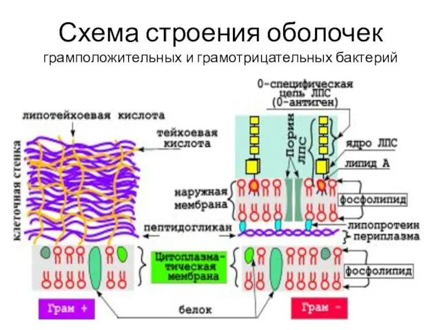 Схема строения оболочек грамположительных и грамотрицательных бактерий