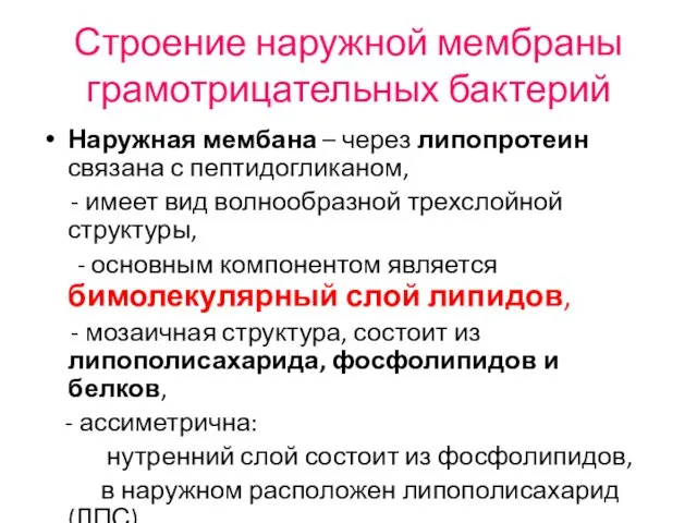 Строение наружной мембраны грамотрицательных бактерий Наружная мембана – через липопротеин