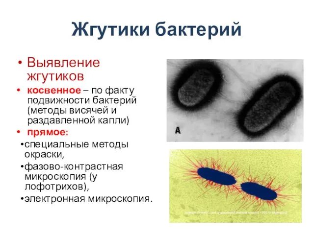 Жгутики бактерий Выявление жгутиков косвенное – по факту подвижности бактерий