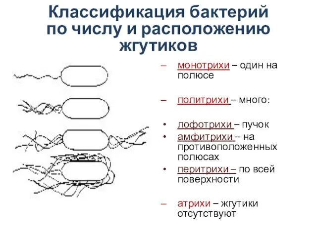 Классификация бактерий по числу и расположению жгутиков монотрихи – один