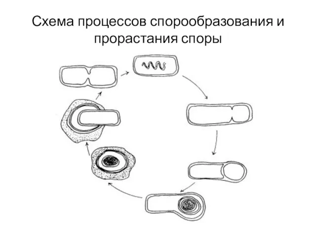 Схема процессов спорообразования и прорастания споры