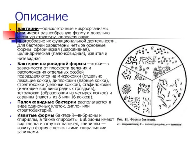 Описание Бактерии—одноклеточные микроорганизмы. Они имеют разнообразную форму и довольно сложную структуру, определяющую многообразие
