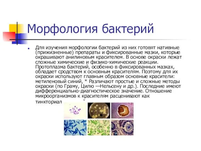Морфология бактерий Для изучения морфологии бактерий из них готовят нативные (прижизненные) препараты и