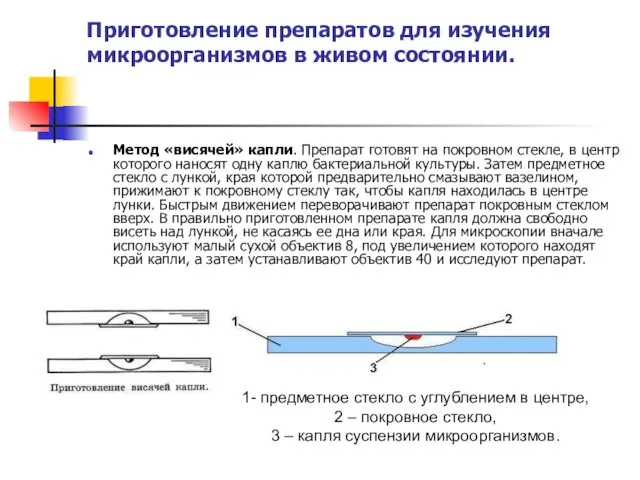 Приготовление препаратов для изучения микроорганизмов в живом состоянии. Метод «висячей» капли. Препарат готовят