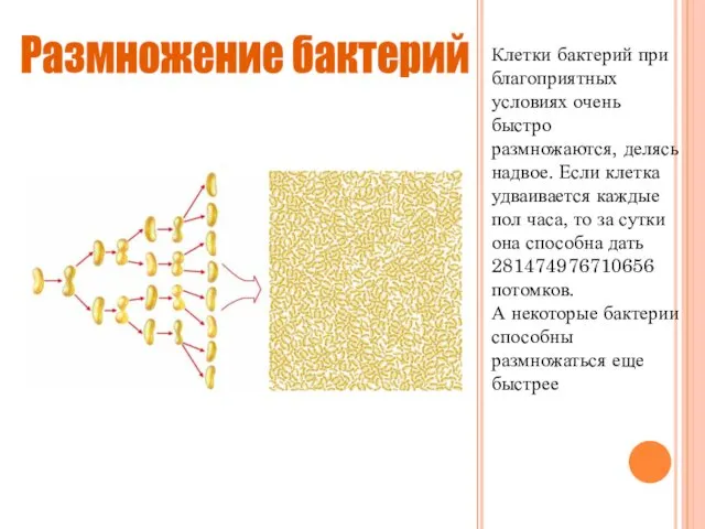 Клетки бактерий при благоприятных условиях очень быстро размножаются, делясь надвое.