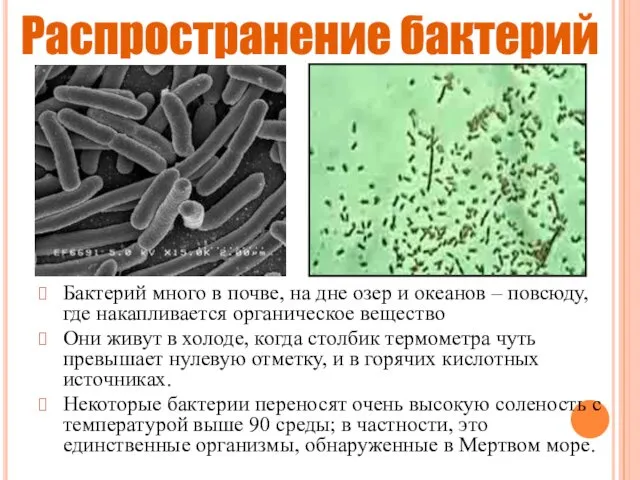 Распространение бактерий Бактерий много в почве, на дне озер и